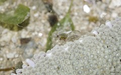 Caridea sp. "0ecf731c"