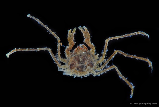 Majoidea sp. "10" • © CMBS photography team • All Rights Reserved
