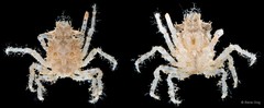 Majoidea sp. "2"