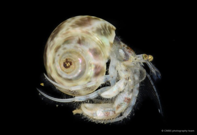 Paguroidea sp. "2" • © CMBS photography team • All Rights Reserved