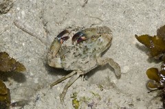 Brachyura sp. "3"