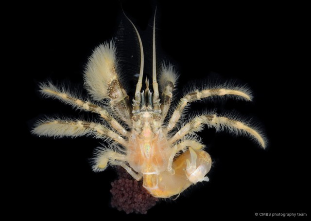 Paguroidea sp. "3" • © CMBS photography team • All Rights Reserved