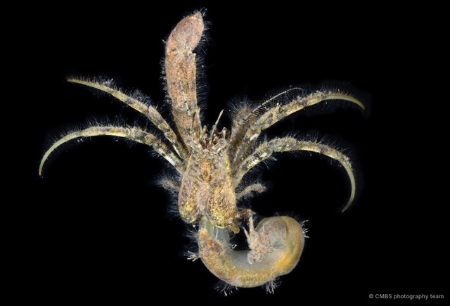 Paguroidea sp. "4" • © CMBS photography team • All Rights Reserved