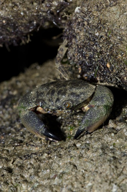 Brachyura sp. "5" • © Rene Ong • All Rights Reserved