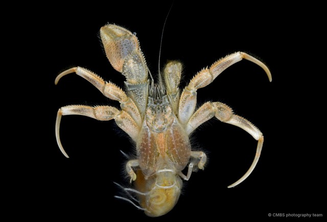 Paguroidea sp. "5" • © CMBS photography team • All Rights Reserved