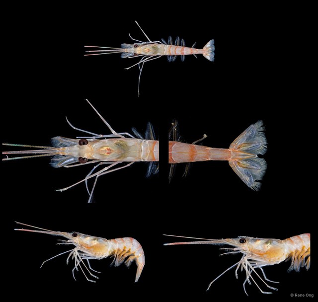 Dendrobranchiata sp. "5115TB1-014" • © Rene Ong • All Rights Reserved