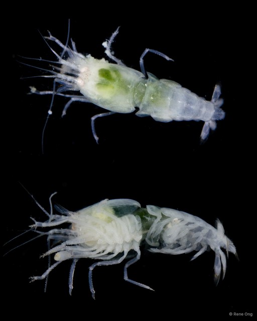 Caridea sp. "5215TB1-012" • © Rene Ong • All Rights Reserved