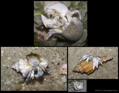 Paguroidea sp. "5267e6b8"