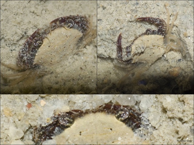 Brachyura sp. "52cebf27" • © Rene Ong • All Rights Reserved