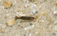 Caridea sp. "52cebfb5"