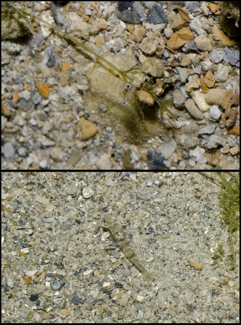 Caridea sp. "a7ee53a5" • © Rene Ong • All Rights Reserved