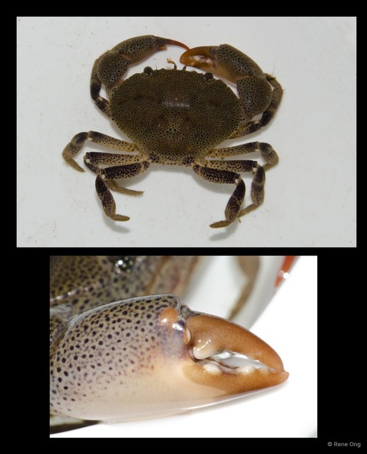Brachyura sp. "a7ee53c6" • © Rene Ong • All Rights Reserved