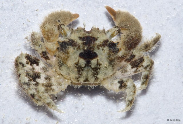 Brachyura sp. "a7ee53c9" • © Rene Ong • All Rights Reserved