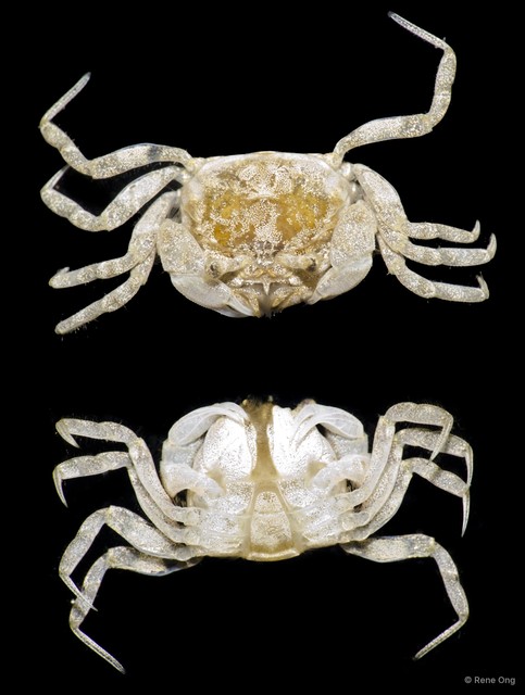 Brachyura sp. "a7ee53cc" • © Rene Ong • All Rights Reserved