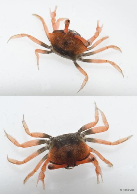 Brachyura sp. "a7ee53d5" • © Rene Ong • All Rights Reserved
