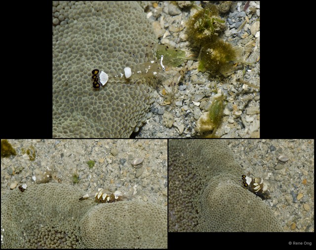 Caridea sp. "Anemone shrimp 2" • © Rene Ong • All Rights Reserved