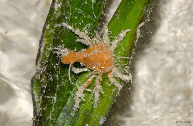 Majoidea sp. "bfe8d4f8" • © Rene Ong • All Rights Reserved