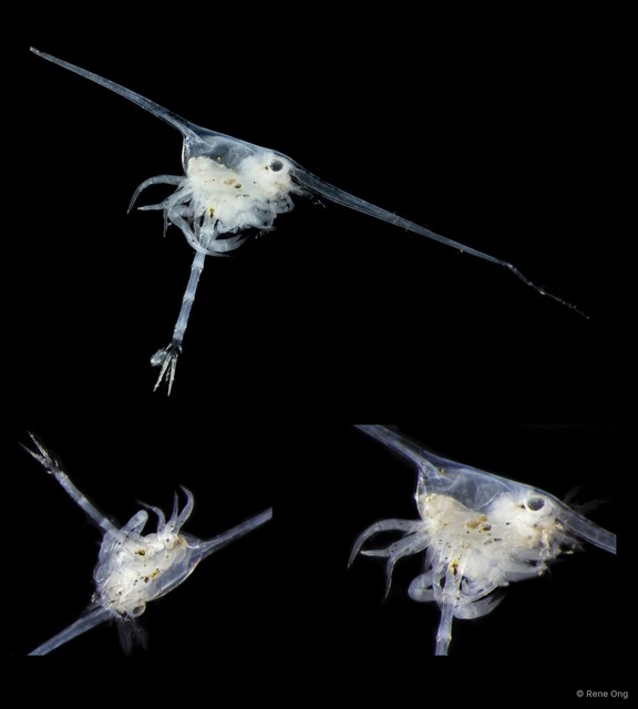 Brachyura sp. "Brachyura larvae SEA-4759" • © Rene Ong • All Rights Reserved