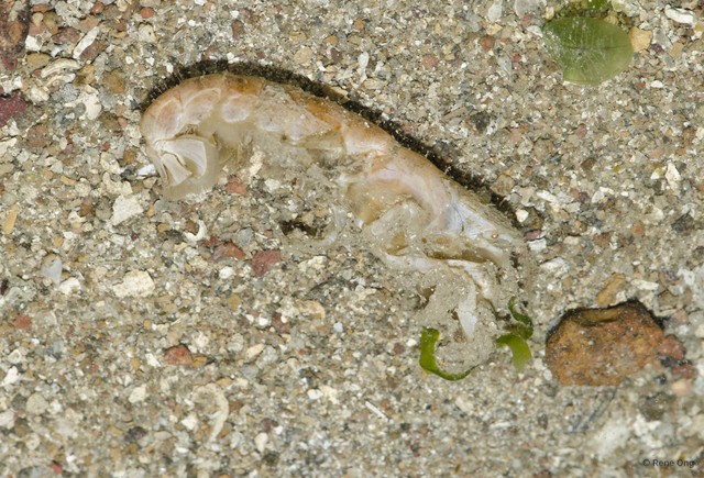 Caridea sp. "Ghost shrimp" • © Rene Ong • All Rights Reserved