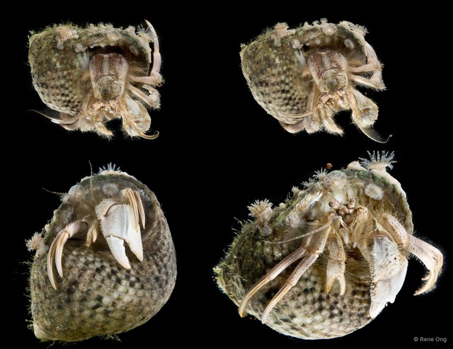 Paguroidea sp. "Hermit crab 1" • © Rene Ong • All Rights Reserved