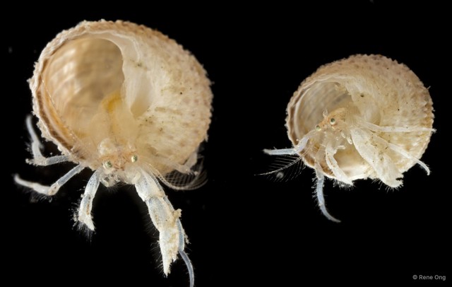 Paguroidea sp. "Hermit crab 10" • © Rene Ong • All Rights Reserved