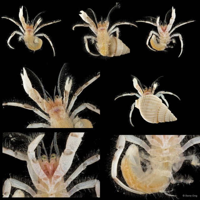Paguroidea sp. "Hermit crab 11" • © Rene Ong • All Rights Reserved