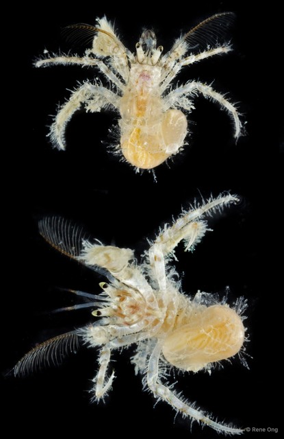Paguroidea sp. "Hermit crab 12" • © Rene Ong • All Rights Reserved