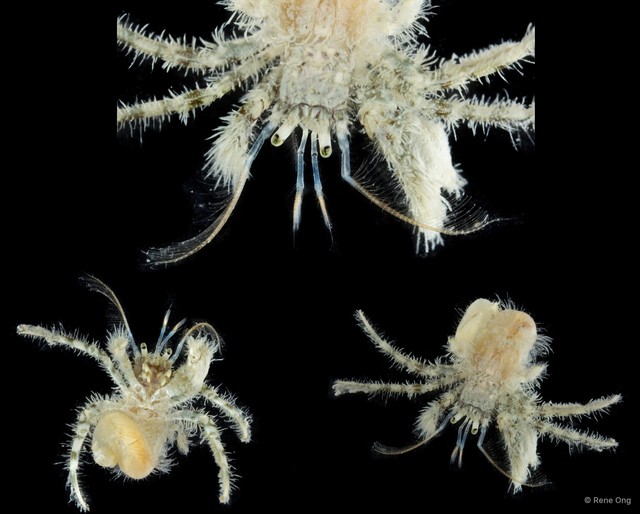Paguroidea sp. "Hermit crab 13" • © Rene Ong • All Rights Reserved