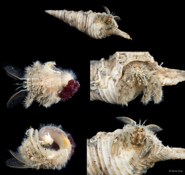 Paguroidea sp. "Hermit crab 14" • © Rene Ong • All Rights Reserved