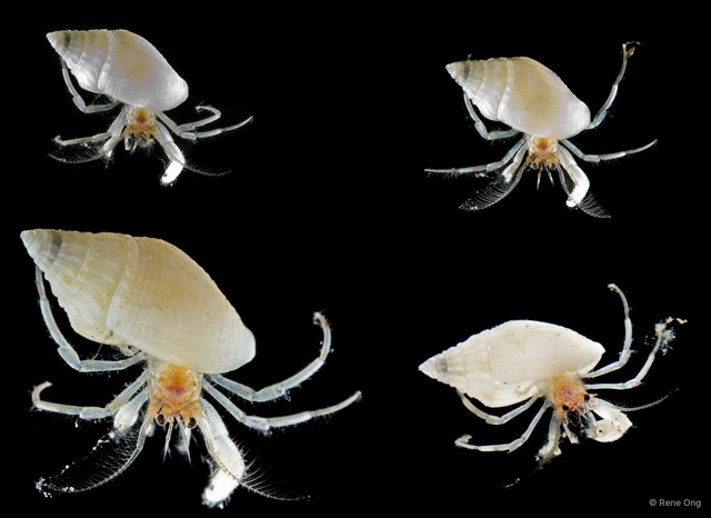 Paguroidea sp. "Hermit crab 17" • © Rene Ong • All Rights Reserved
