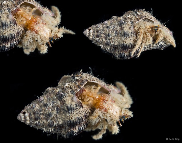 Paguroidea sp. "Hermit crab 18" • © Rene Ong • All Rights Reserved