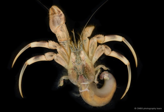 Paguroidea sp. "Hermit crab 2" • © CMBS photography team • All Rights Reserved