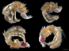 Paguroidea sp. "Hermit crab 20"