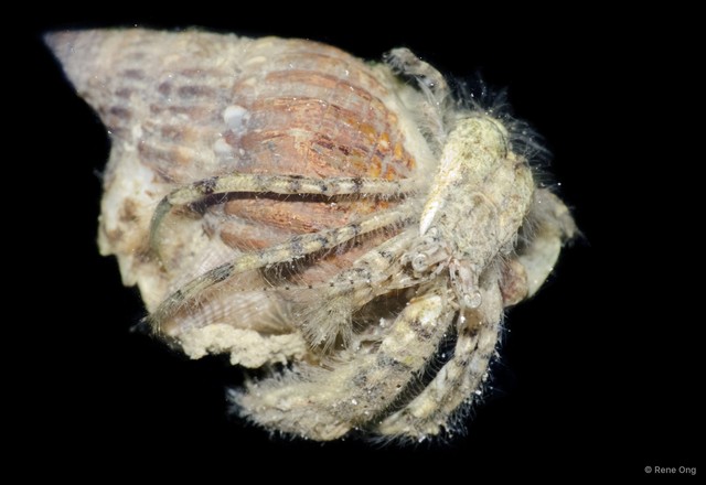 Paguroidea sp. "Hermit crab 21" • © Rene Ong • All Rights Reserved