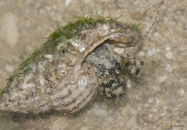 Paguroidea sp. "Hermit crab 22" • © Rene Ong • All Rights Reserved
