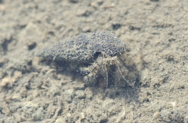 Paguroidea sp. "Hermit crab 23" • © Rene Ong • All Rights Reserved