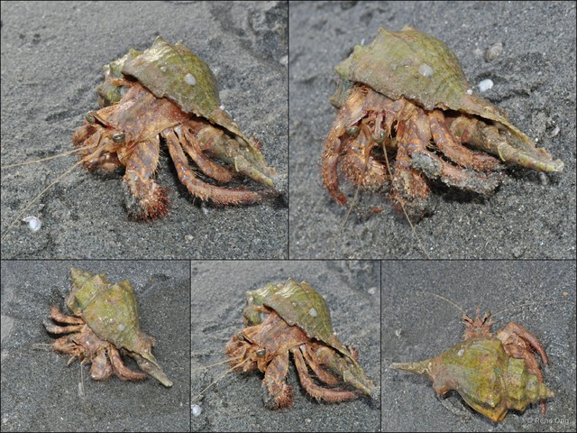 Paguroidea sp. "Hermit crab 24" • © Rene Ong • All Rights Reserved