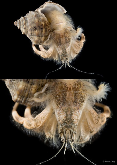 Paguroidea sp. "Hermit crab 4" • © Rene Ong • All Rights Reserved
