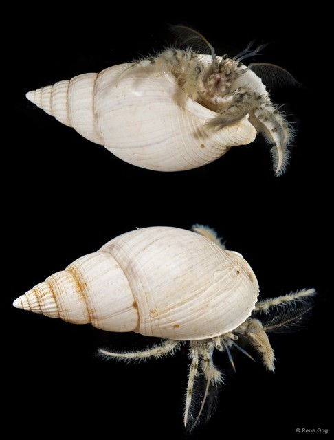 Paguroidea sp. "Hermit crab 5" • © Rene Ong • All Rights Reserved
