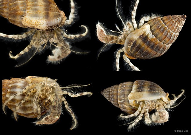 Paguroidea sp. "Hermit crab 6" • © Rene Ong • All Rights Reserved