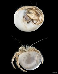 Paguroidea sp. "Hermit crab 7"