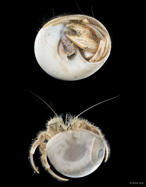 Paguroidea sp. "Hermit crab 7" • © Rene Ong • All Rights Reserved