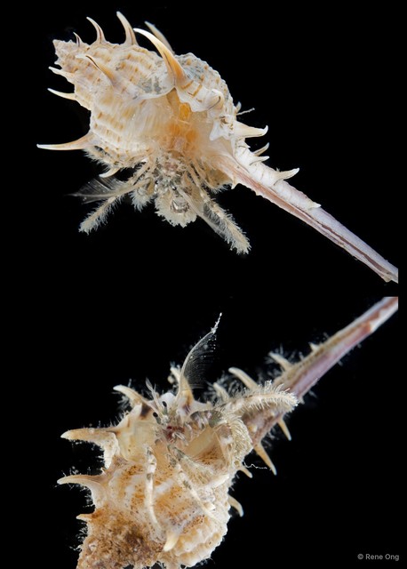 Paguroidea sp. "Hermit crab 8" • © Rene Ong • All Rights Reserved
