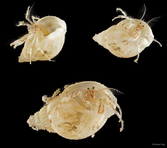 Paguroidea sp. "Hermit crab 9" • © Rene Ong • All Rights Reserved
