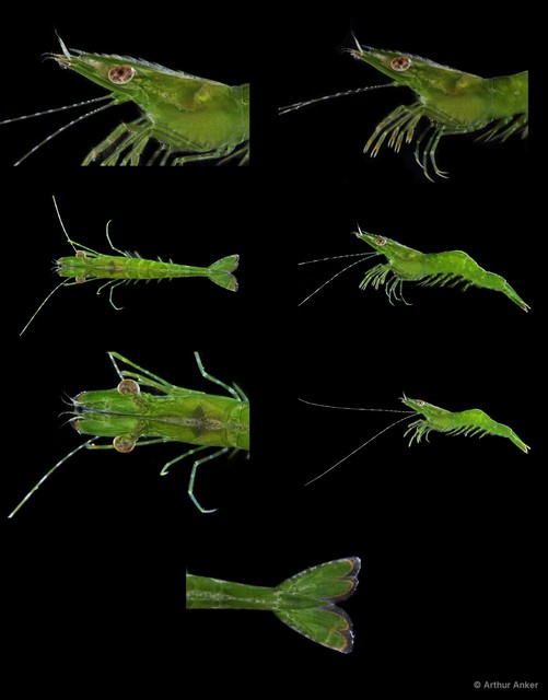 Dendrobranchiata sp. "JS-2387" • © Arthur Anker • All Rights Reserved