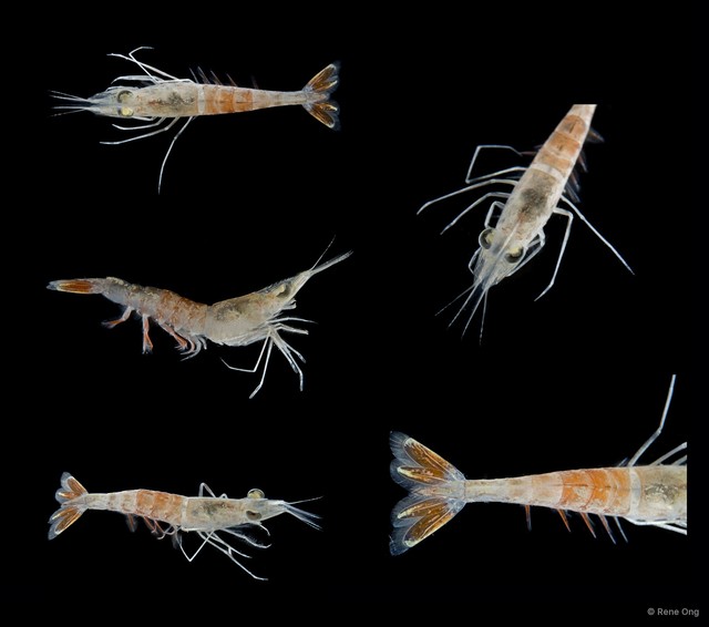 Dendrobranchiata sp. "SEA-8767" • © Rene Ong • All Rights Reserved