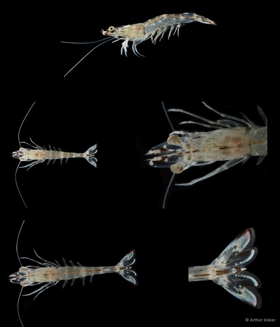 Dendrobranchiata sp. "SIN-154" • © Arthur Anker • All Rights Reserved