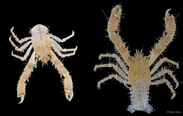 Anomura sp. "Squat lobster 1" • © Rene Ong • All Rights Reserved