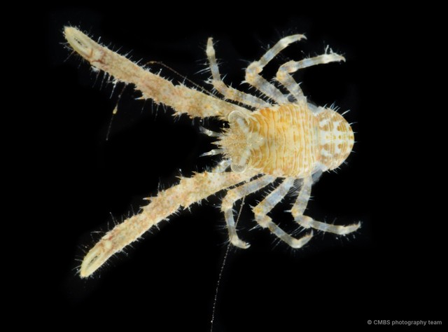 Anomura sp. "Squat lobster 4" • © CMBS photography team • All Rights Reserved