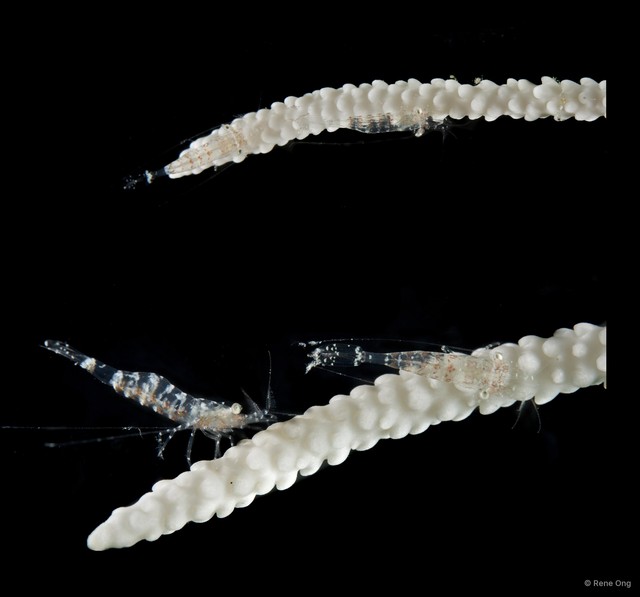 Caridea sp. "SUB-0898" • © Rene Ong • All Rights Reserved